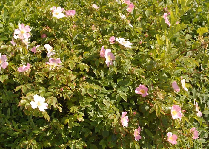 Lägenhet Deichwohnung Strandweg 7